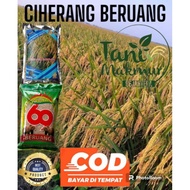 Ready Benih Padi Ciherang Kemasan Reapack 1Kg