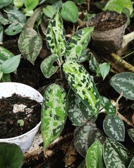 Bonggol Aglaonema Pictum Paket Kecil