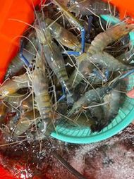 魚塭現載泰國蝦 ，紅頭母蝦~約8--12隻一斤，急速冷凍 真空包裝~有膏有蛋紅頭母蝦