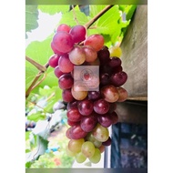Anak Pokok Anggur Jupiter 🍇