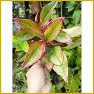 ◑ ⊕ ◬ Aglaonema Red lipstick (live plant)