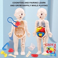 GIOVANNI Human Body Model, Mannequin Anatomy Model Human Anatomy Model, Montessori Body Puzzle Organ