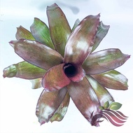 Bromeliad [Real live plant]