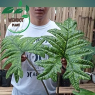 alocasia tandurusa (jacklyn) JUMBO