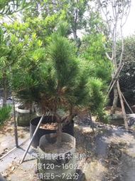 【盛宏園藝】三河黑松︱1呎4植袋黑松盆栽︱高度120~150公分(請自取)