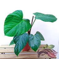 Philodendron Nangaritense by LS Group