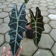 Tanaman Hias Alocasia Amazon/Keladi Tengkorak