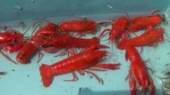 bibit lobster air tawar hidup