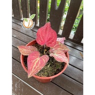 New [Hot Selling] Collection of Caladium Super Daging  150MM pot Thailand by Nawan Garden