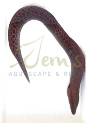 PROMO !!! BELUT MORAY TOTOL BESAR / MORAY COKLAT TOTOL (GIANT MORAY