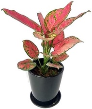 Live Plant - Aglaonema Red