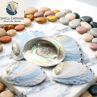 Blue Abalone Shells - Decorative Abalone Shells in many sizes - Beautiful Abalone Shells
