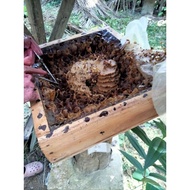 MADU KELULUT ORIGINAL MADU KELULUT ASLI RAW MADU KELULUT