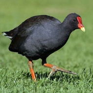 Burung Hias Ruak Ruak Ayam Ayaman Mandar Hitam Remaja Hidup Sehat