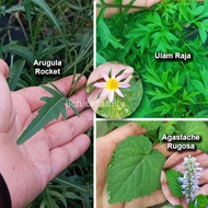 Biji Benih Seed 种子/ Ulam Raja Cosmos Caudatus/ Roket Arugula Rocket/ Agastache Rugosa Korean Mint  帝
