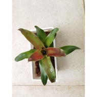 bromeliad neoregelia Dexter Pride