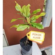 Anak pokok ajaib polibeg