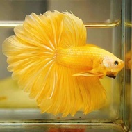 Halfmoon Betta ปลากัด หางยาว เกรดA สีทอง ปลาสวยงาม