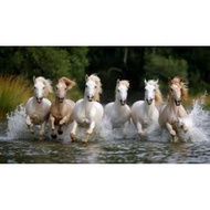 7Running Horse lucky