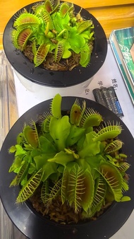 🌱 Special 雙株捕蠅草  雙株豬籠草 大顆紫色瓶子草盆栽    食蟲植物  植物