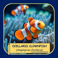 IKAN HIAS AIR LAUT - CLOWN FISH / NEMO / BADUT