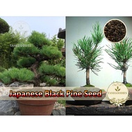 10pcs Seed Japanese Black Pine Bonsai Tree Plant Biji Benih 黑松种子