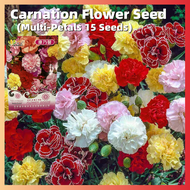 ปลูกง่าย ปลูกได้ทั่วไทย ของแท้ 100% 15 เมล็ด Multi-Petals Assorted Colors Carnation Seeds บอนสี เมล็ดพันธุ์ เมล็ดดอกไม้ บอนสี ต้นไม้ฟอกอากาศ ต้นไม้มงคล พันธุ์ไม้หายาก เมล็ดต้นบอนสี หญ้าเทียม อุปกรณ์ทำสวน Plants