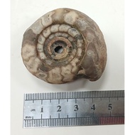 ~~ star~Flame Ammonite (Indonesian Ammonite)~Weight About 72 Grams~Ammonite Fossil~