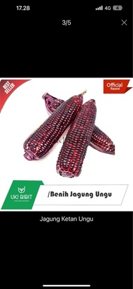 ( 100 Butir ) Benih Biji Jagung Ketan Hitam | Jagung Ketan Ungu | Jagung Putih | Jagung Bicolor | Ja