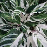 ۩■【COD】10pcs Rare Calathea Seeds Air Freshening Plants Seeds #SW22