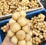 Buah koskosan 1 kg buah Langsat buah musiman asem manis