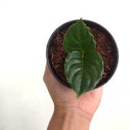 Aglaonema Simplex Metallica "Super Rare" / Tanaman Hias / Indoorplant