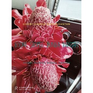 Gomi  RIZOM / ANAK POKOK BUNGA KANTAN MERAH / bibit