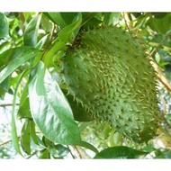 daun pokok buah durian belanda