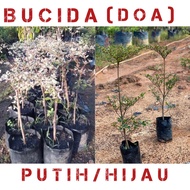 pokok doa daun hijau / daun batik thai murah/ pokok bucida putih / pokok doa