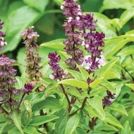Thai Basil Seedlings / Basil / Basil Flakes / Basil / Thulation / Tulsi / Ruku-ruku