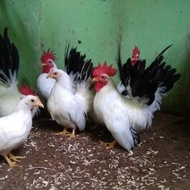 Ayam Kate Chabo Black Tail