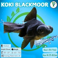 Ikan Hias Goldfish Mas Koki Blackmoor Blackmoore Buldog Hitam