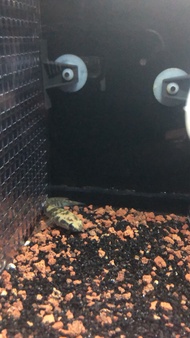 Channa Maru Yellow Sentarum (Juvenile) 6-7 +- inches