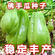现货佛手瓜种子早熟特大佛手瓜蔬菜种子爬藤树苗盆栽多年生千金瓜种子Early-maturing, extra-large chayote seeds; vegetable seeds.20260517
