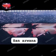 Ikan arwana super red Chili red sr Sepauk kalimantan grade A