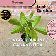 Ulam Tenggek Burung / Cabang Tiga Anak Pokok Hidup Sayur Vegetable Herb Herbs Live Plant [Lush Garde