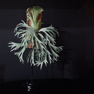 皮革製 P.willinckii moonlight月光鹿角蕨相框_送禮/收藏