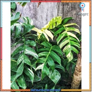 พลูฉีกด่าง / Epipremnum pinnatum variegated อบแล้ว รากยาว แข็งแรง flashsale ลดกระหน่ำ