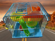 LỒNG NUÔI CHUỘT HAMTER