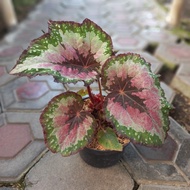 Begonia Plant Purple Blush