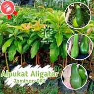 BIBIT TANAMAN ALPUKAT ALIGATOR JUMBO🌱 Buah Alpukat Yg Dihasilkan Memiliki Ukuran Sangat Besar Berupa
