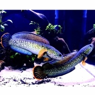 hiasan akuarium Cana stewarti