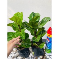 FIDDLE FIG POKOK HIDUP LIVE PLANT