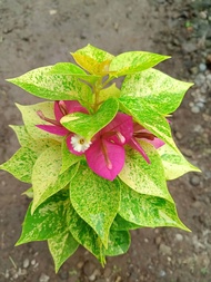 Tanaman Hias Bougenville singapore Jewel 21